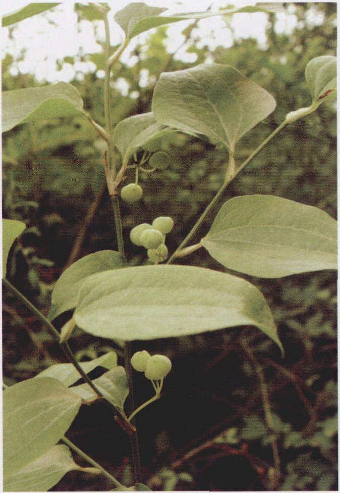 鞘柄菝葜